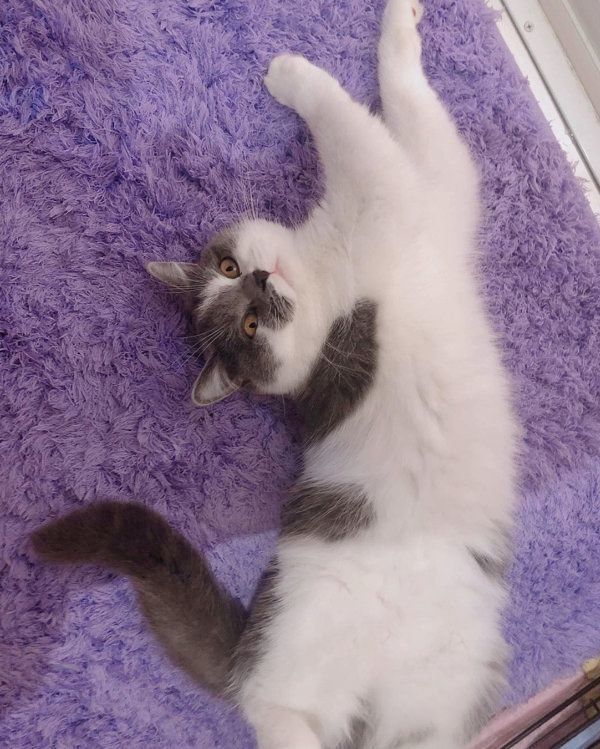 寝転ぶブリティッシュショートヘア