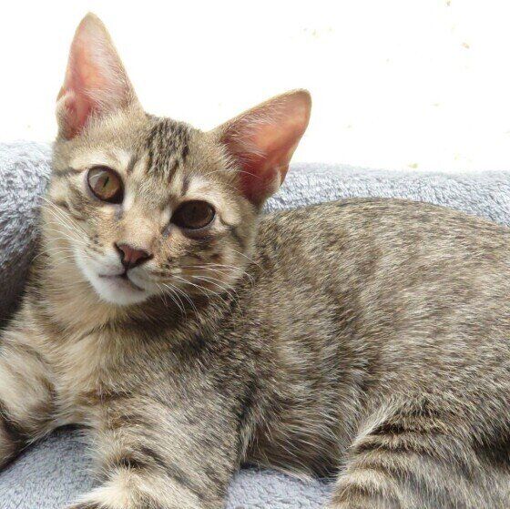 ひなたぼっこ中のカノアちゃん