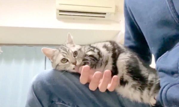 微妙な体勢でくつろぐアビーちゃん