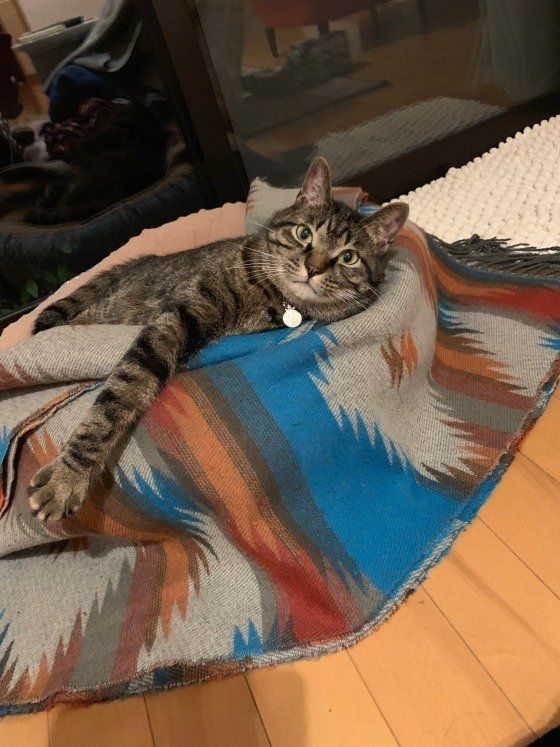 寒くなってきましたにゃ