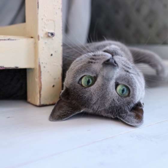 ロシアンブルーのシェンランちゃん