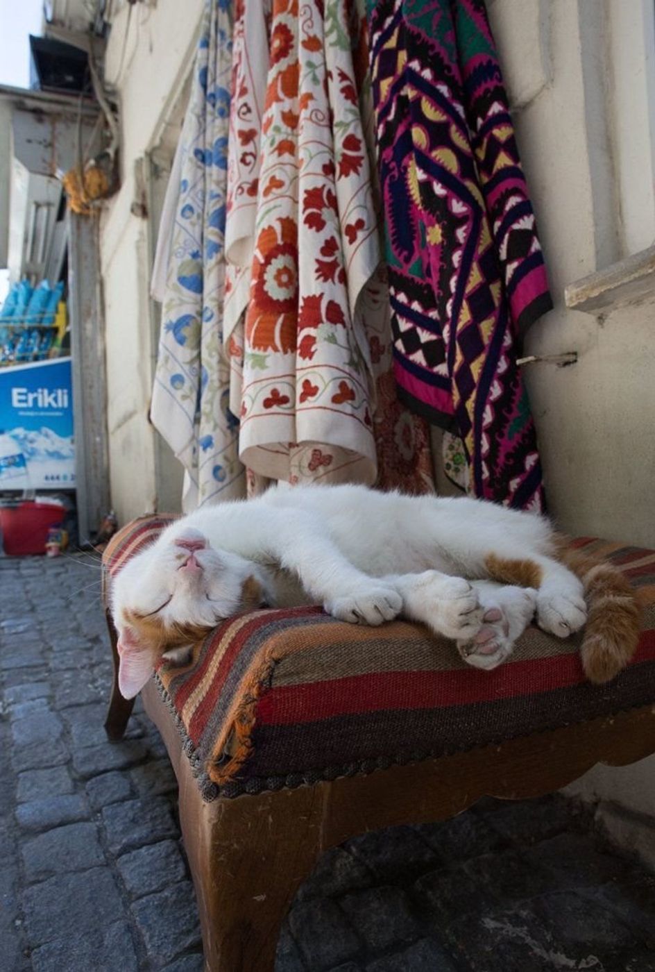 猫にやさしい街に住む 自由気ままな猫たち 沖昌之の フォレスト ニャンコ 7 ねこのきもちweb Magazine 猫にやさしい街に住む 自由気ままな猫たち 沖昌之の フォレスト ニャンコ 7 ねこのきもちweb Magazine