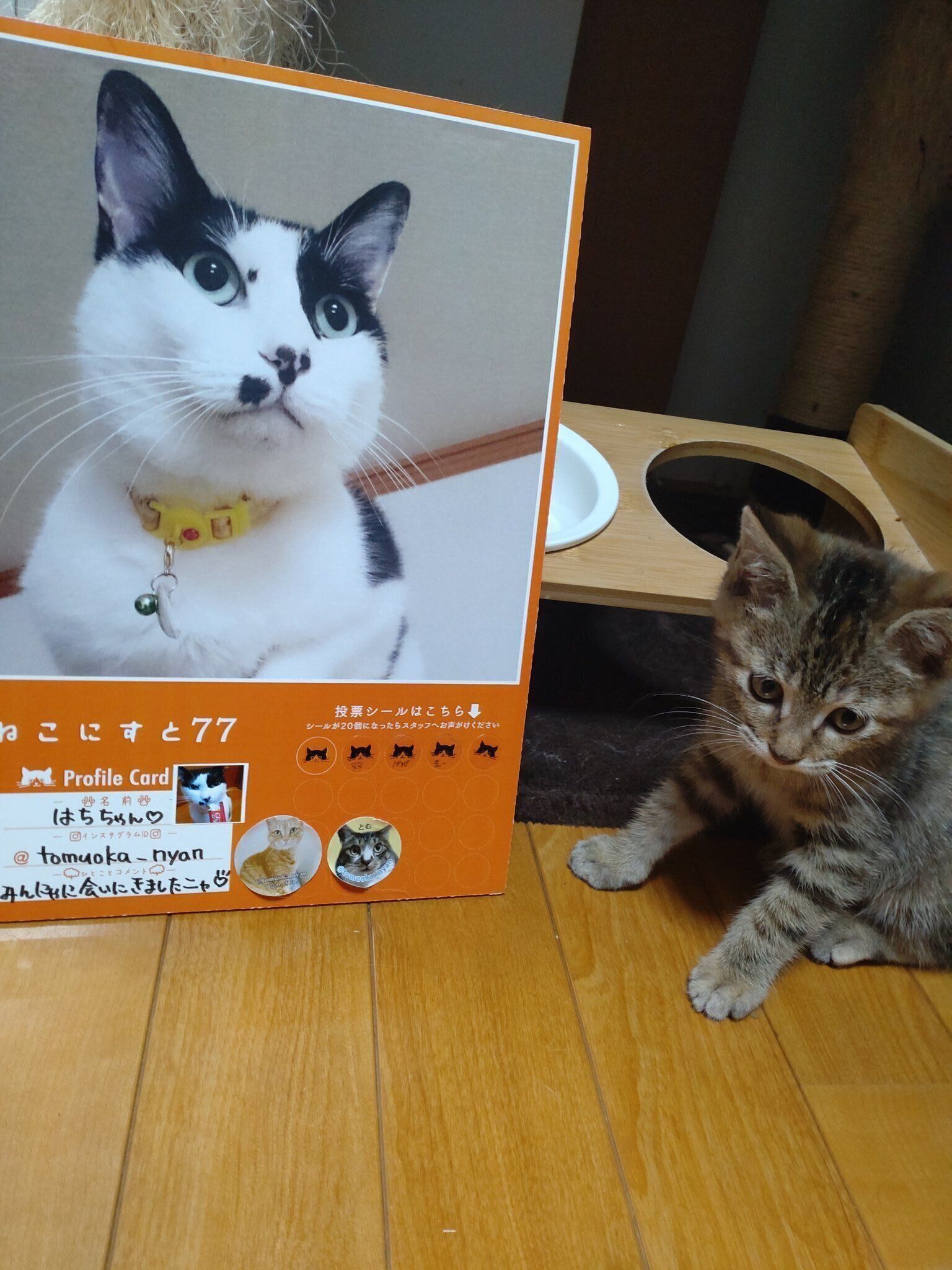 猫の写真と子猫