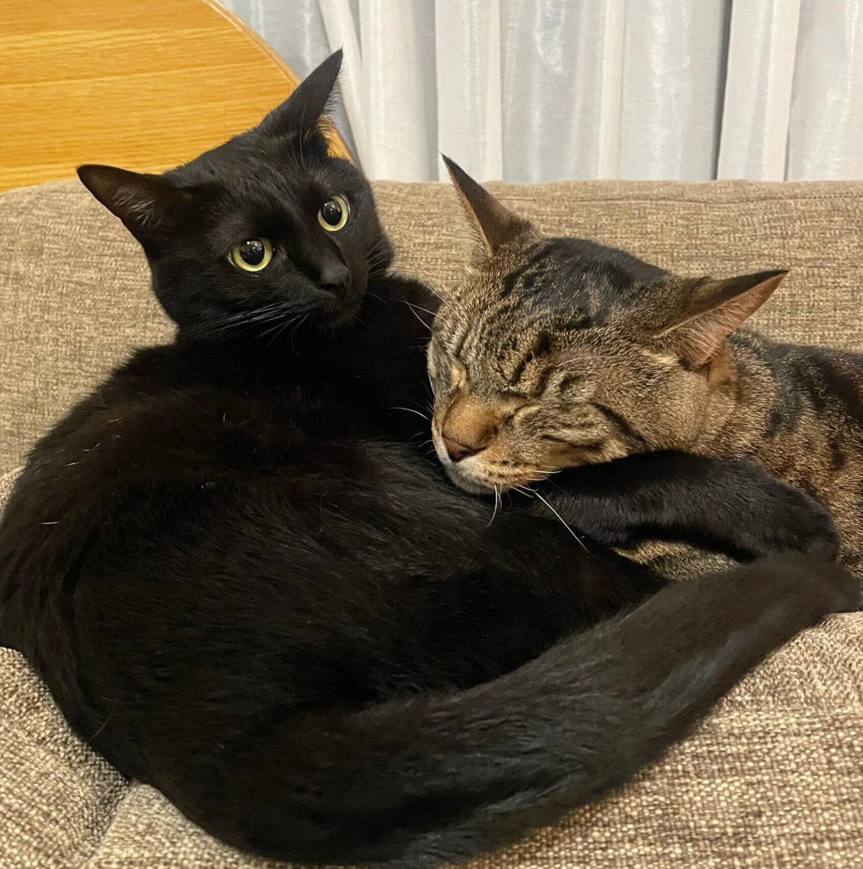 モナちゃんに甘えるソルくん