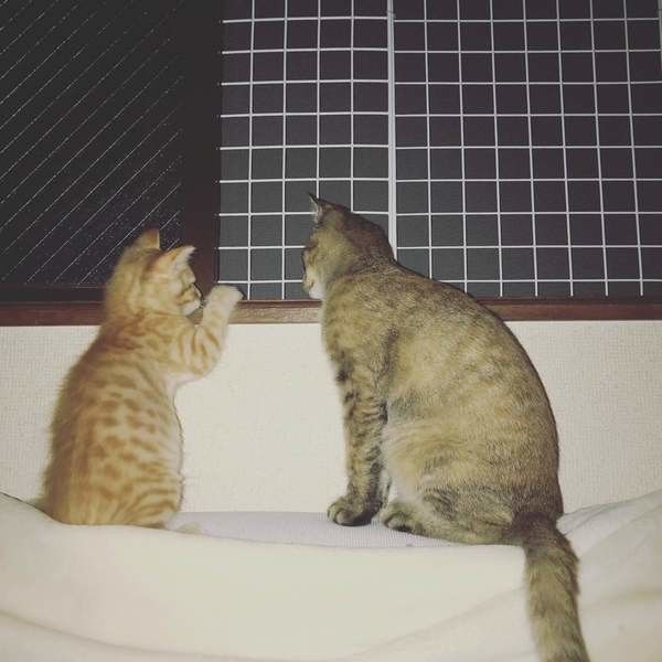 お姉ちゃんと一緒にニャルソックのミルちゃん