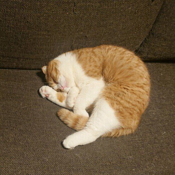 眠るスコティッシュフォールド