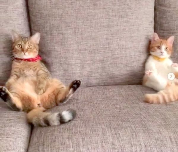 くつろぎ方がシンクロするマンチカン