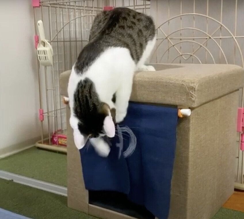 モモちゃん&ねこたちゃんと「湯」のれん