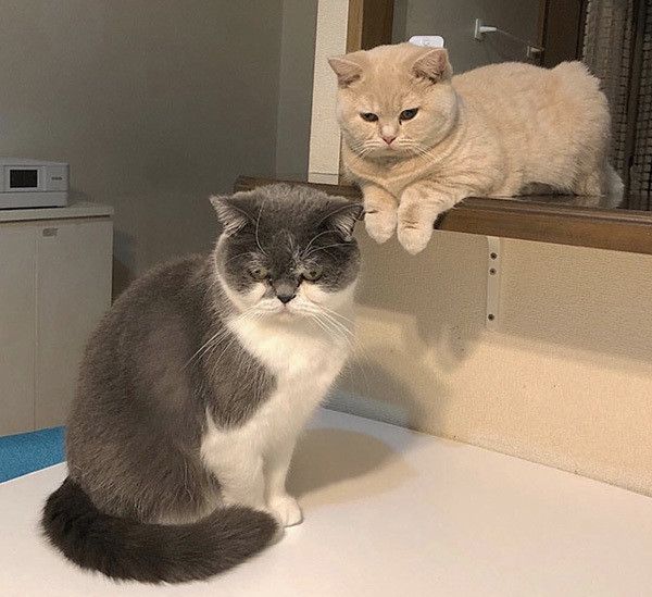 2匹のブリティッシュショートヘア