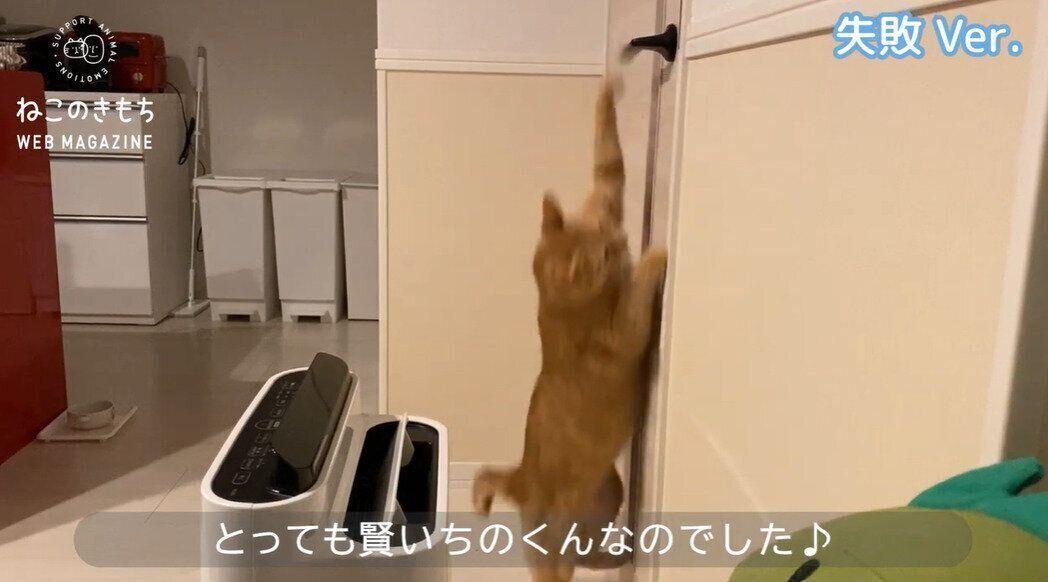 ねこのきもちCHANNEL/いぬねこライター動画部