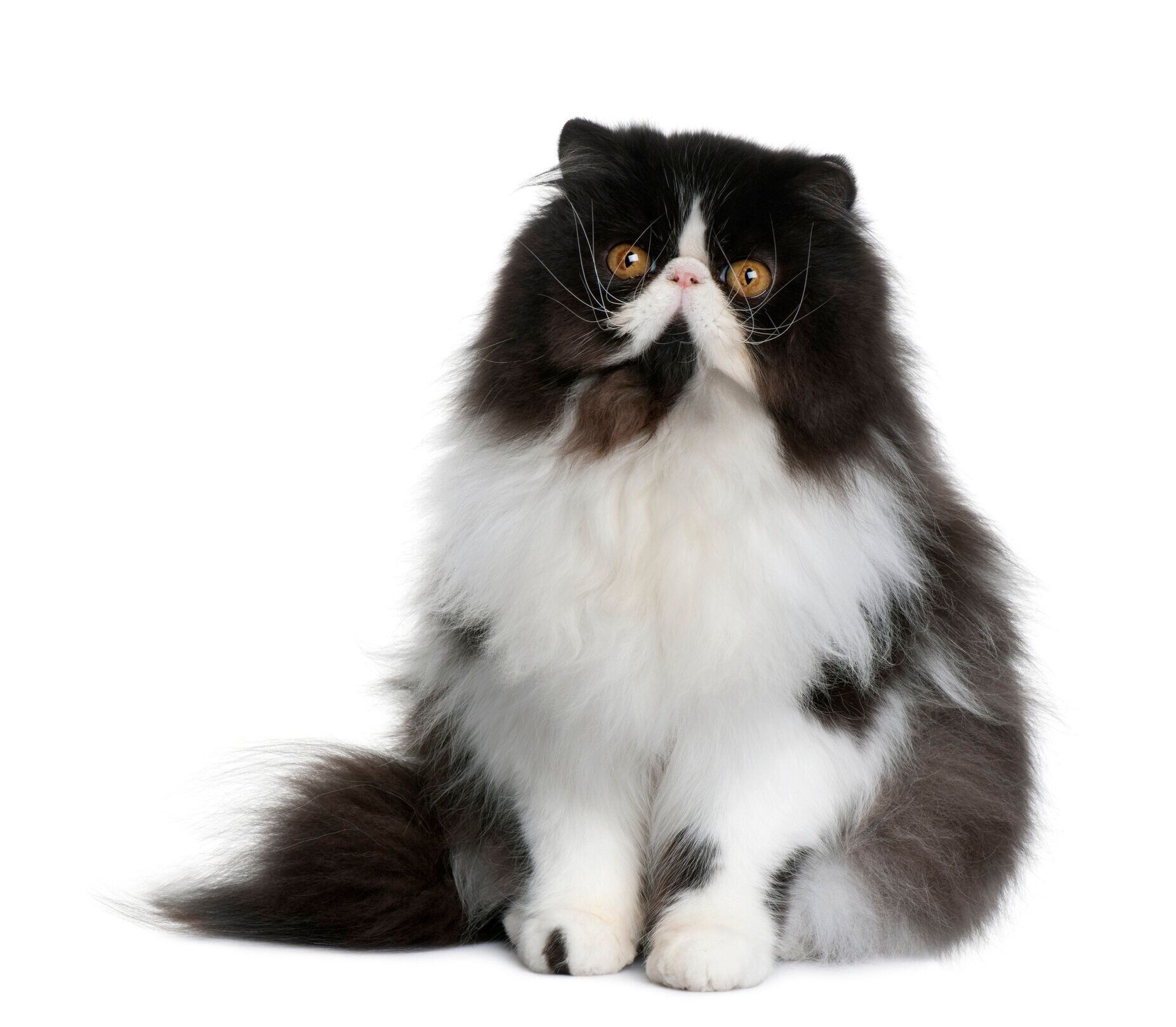 ペルシャの特徴と飼い方 可愛い画像いっぱい ねこのきもち 猫図鑑 ねこのきもちweb Magazine