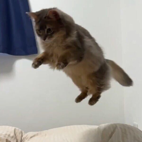 スポーーーンと勢いよく飛び出るこはくちゃん