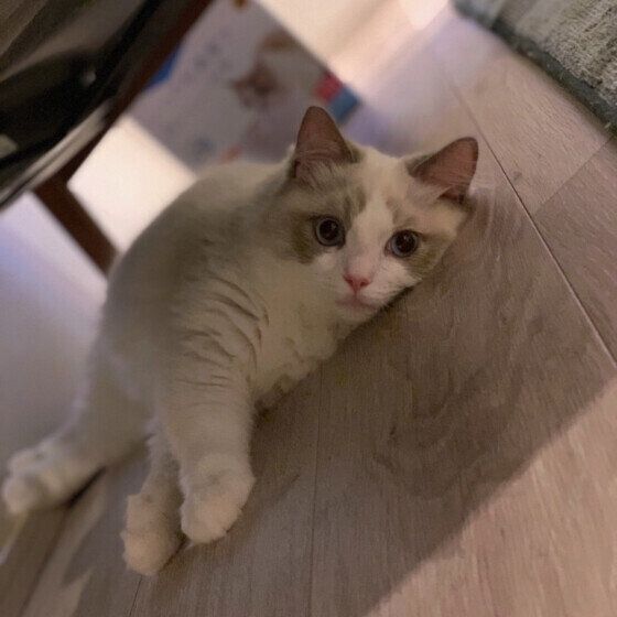 つくし  ラグドール　ぐったり