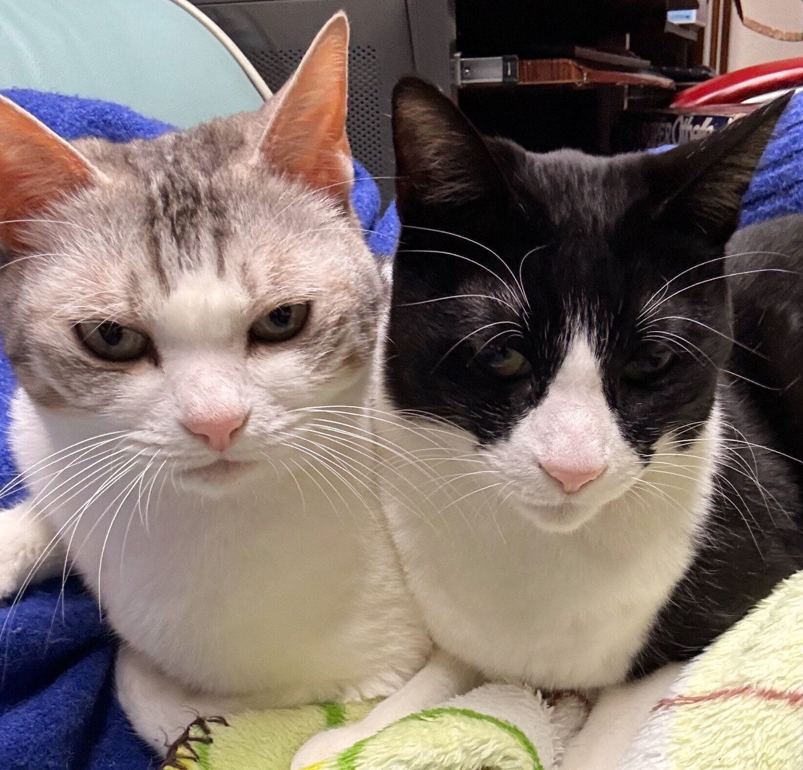 まったりするとうふちゃん、くろまめちゃん