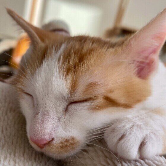 チャトラ レンくん