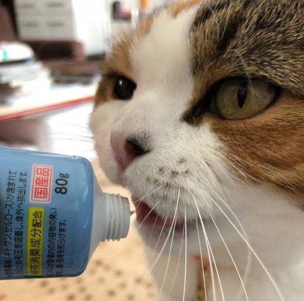 スコティッシュフォールドのすずちゃん