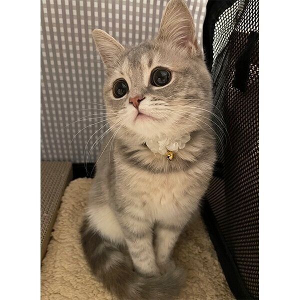 オスワリするおんぷちゃん