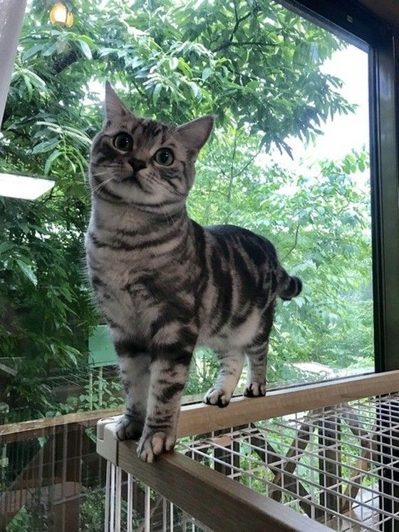 アメリカンショートヘア