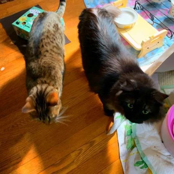 おかわりをねだる猫（MIX、メス）