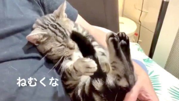 催眠術をかけるアメリカンショートヘア