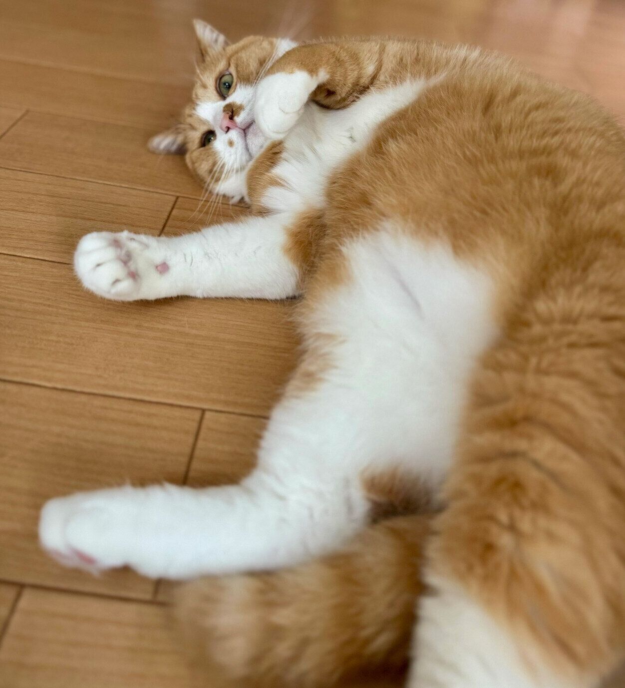 誇らしげにモフモフを見せつけるさんてくん