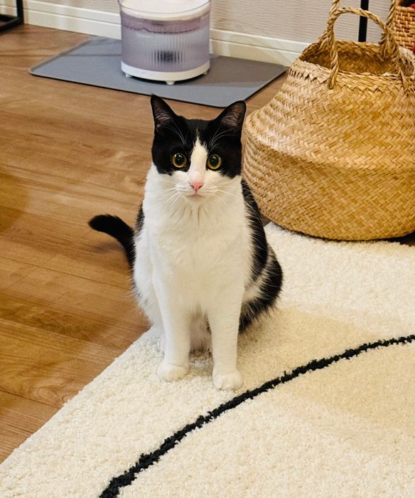 飼い主を見つめる猫