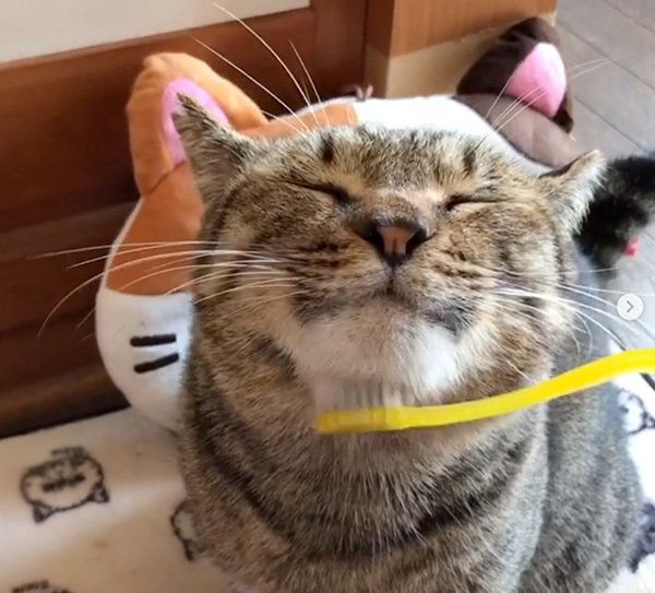歯ブラシマッサージする猫