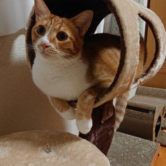 茶トラ猫のとらちゃん