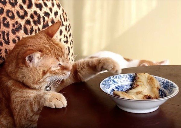 においをいただくニャンコ