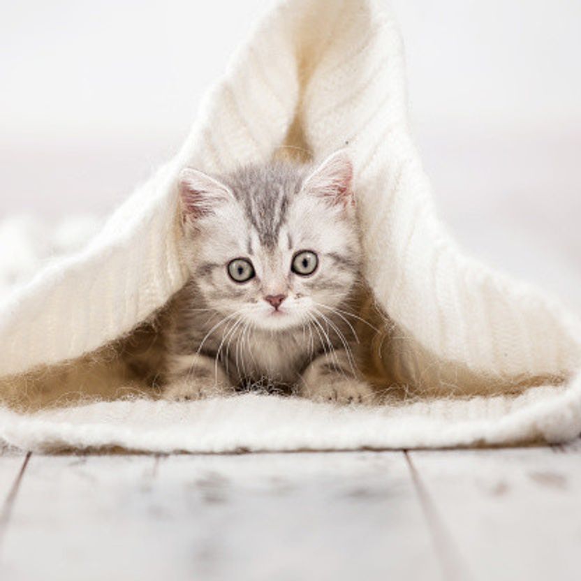 猫の平熱を知っていますか 正しい計り方 高い時 低い時の対処法 ねこのきもちweb Magazine 猫の平熱を知っていますか 正しい計り方 高い時 低い時の対処法 ねこのきもちweb Magazine