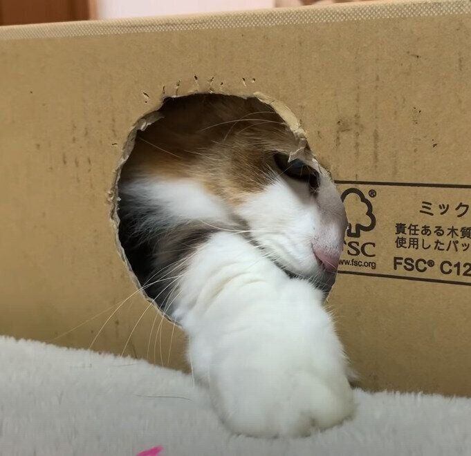 遊ぶ猫