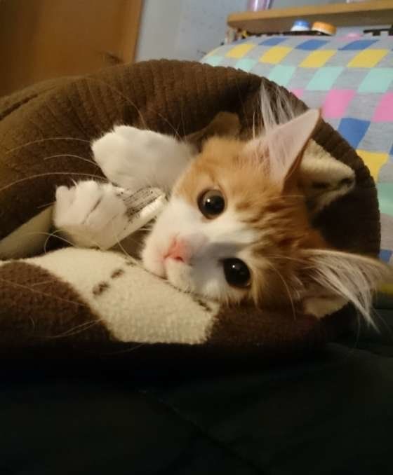 こっちを見るメインクーン