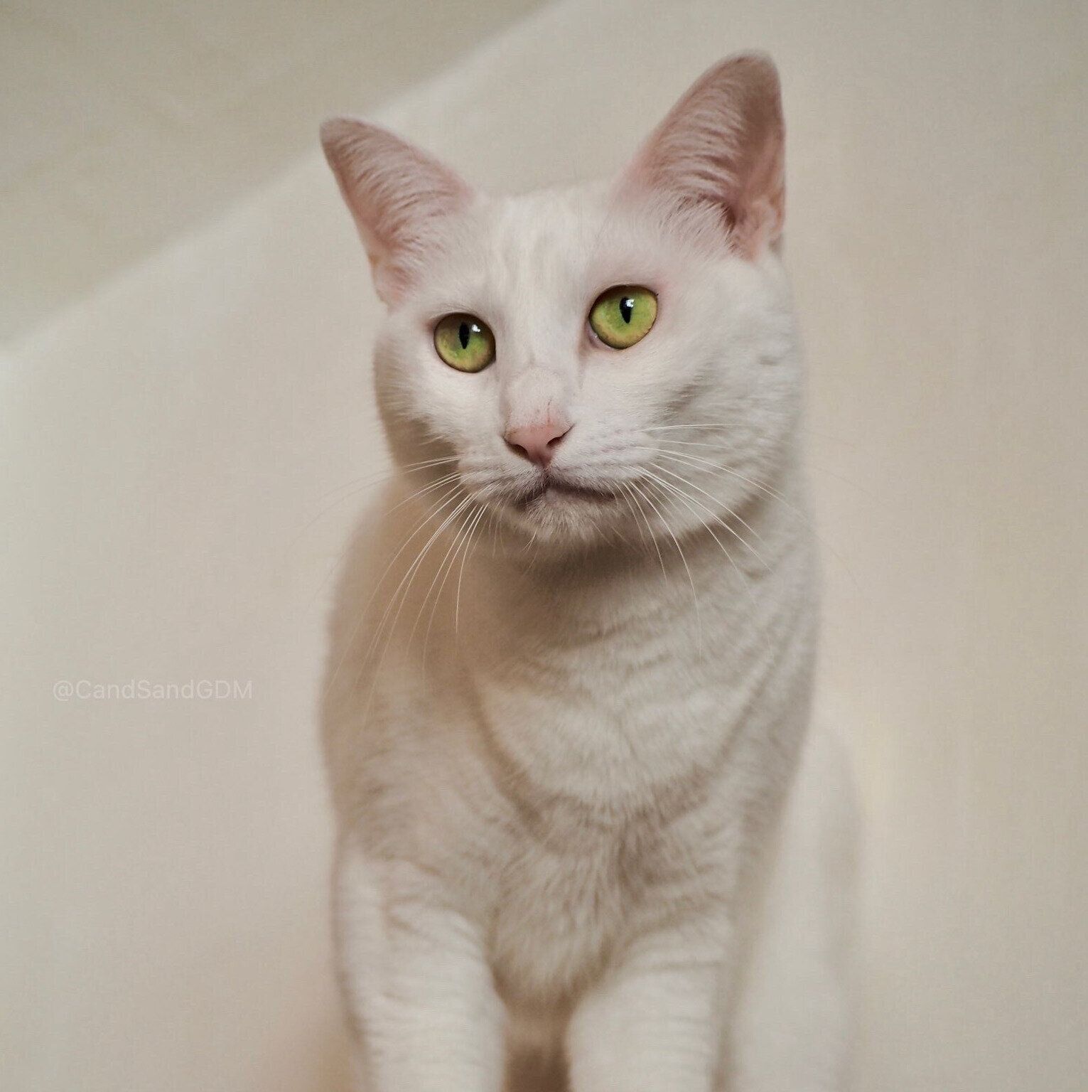 現在のににちゃん