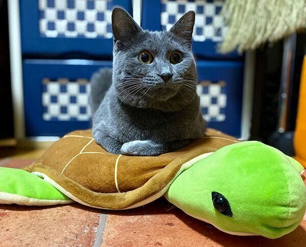 カメのぬいぐるみの上で寝るカイくん