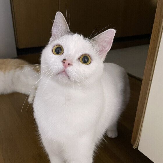 スコティッシュフォールドのごはんくん♪