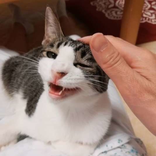 サバトラの小夏ちゃん