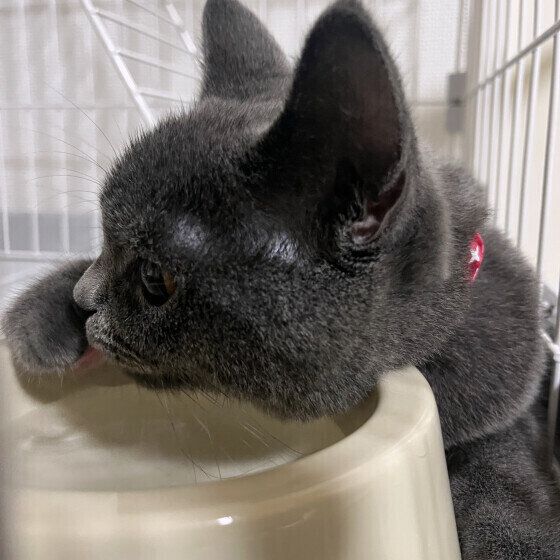 ブリティッシュショートヘアのハニちゃん