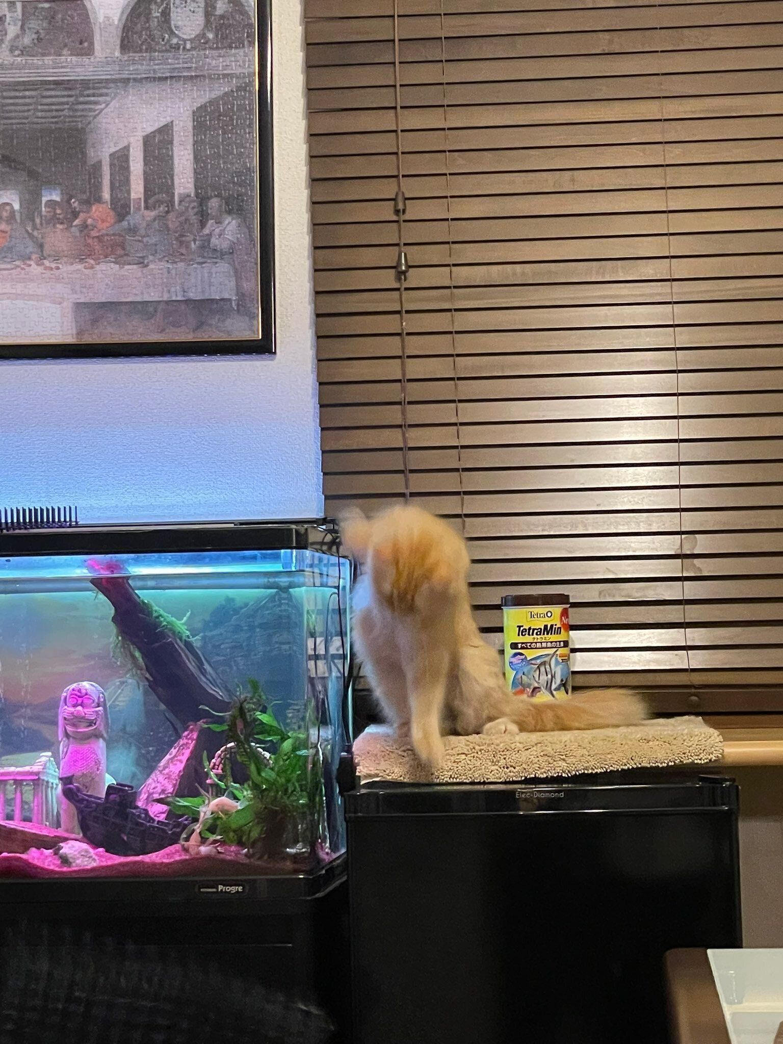 逃走する猫（ラガマフィン、メス）