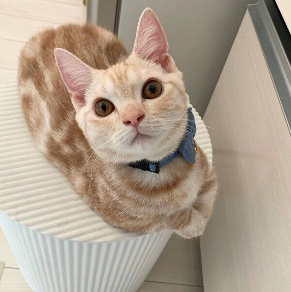 見つめるきなこくん