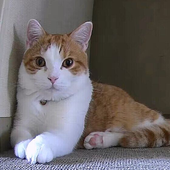 スコティッシュフォールドのはるくん