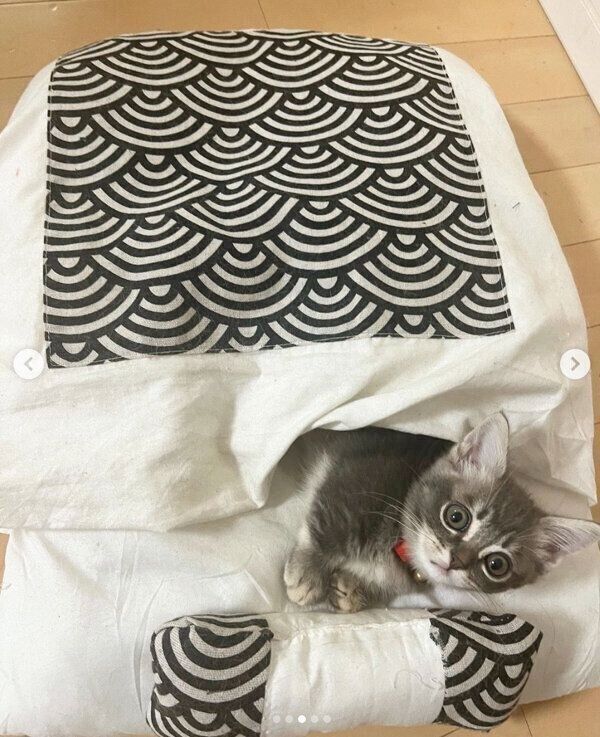 お布団でくつろぐみりんくん