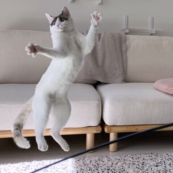 ジャンプするなでしこちゃん（MIX）