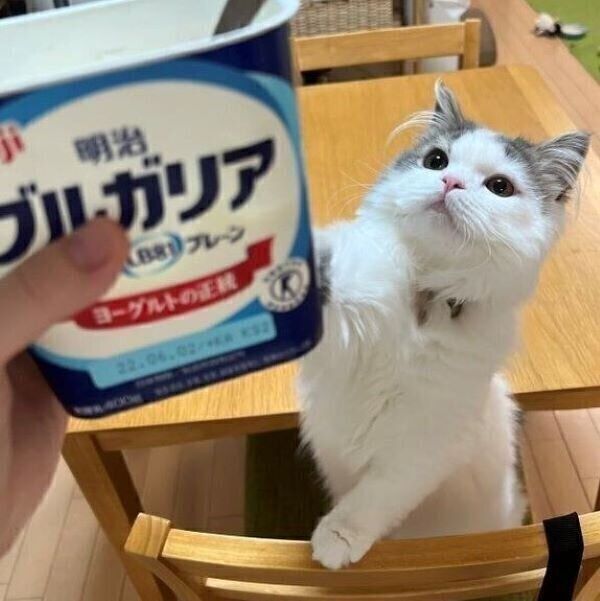 ヨーグルトが食べたいおすしくん