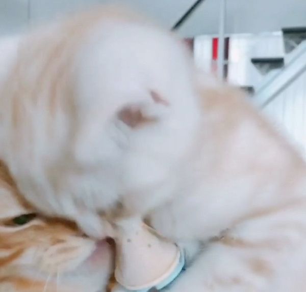 アイスを奪い合う猫