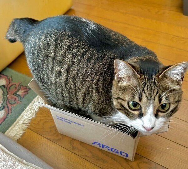 小さな段ボールに入ろうとするクロエちゃん