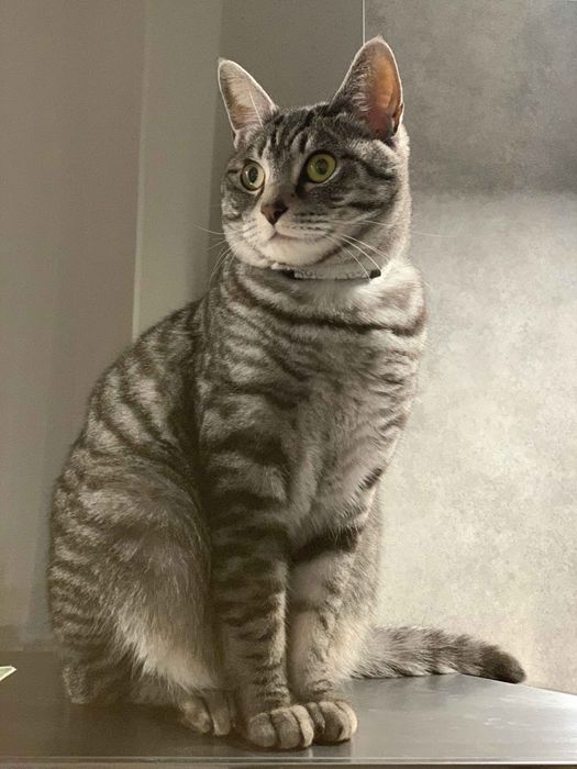 「成長した今でも鳴き声は子猫のようにかわいらしく、しかも大きいまま」というらんちゃん