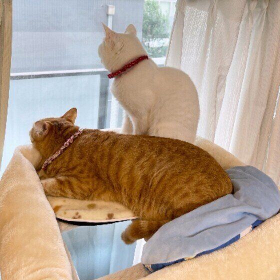 ずぼらニャルソック中の茶トラ