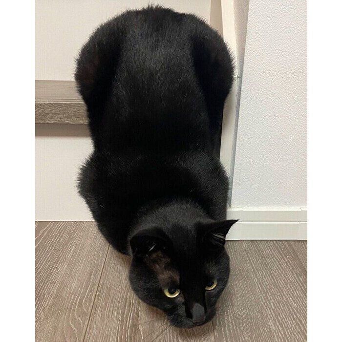 不思議なポーズをするりーじくん