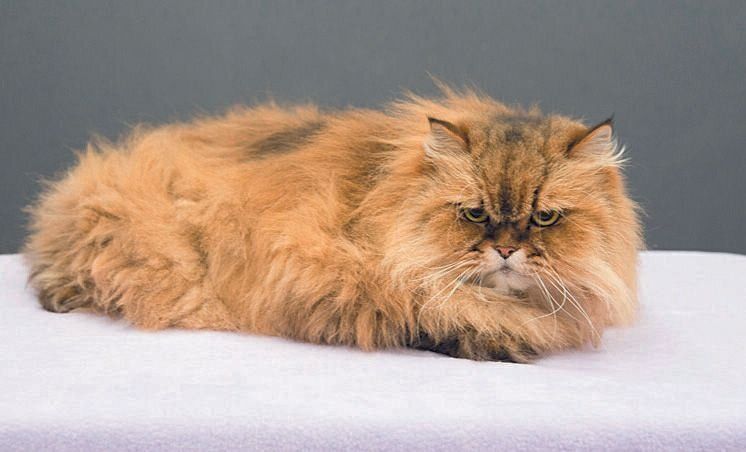 撮影／中川文作