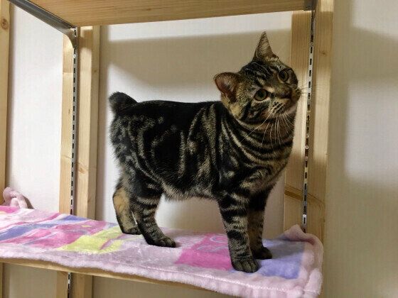 ジャーキーをおねだりするアメリカンショートヘア